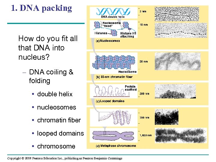 1. DNA packing How do you fit all that DNA into nucleus? – DNA