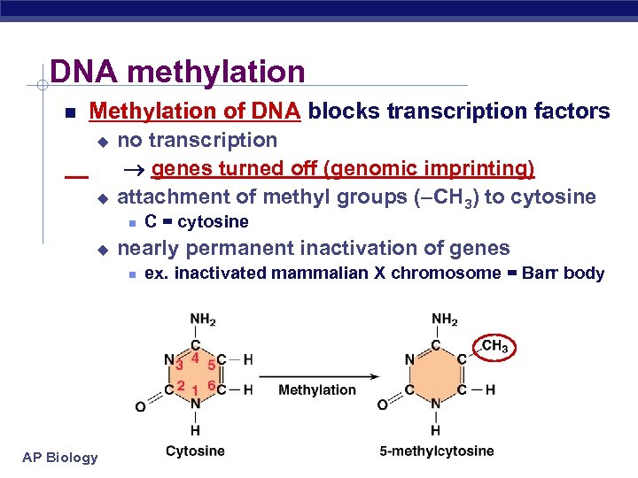 DNA methylation Methylation of DNA blocks transcription factors u u no transcription genes turned