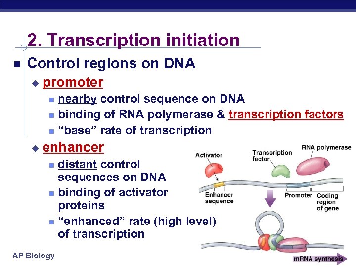 2. Transcription initiation Control regions on DNA u promoter nearby control sequence on DNA