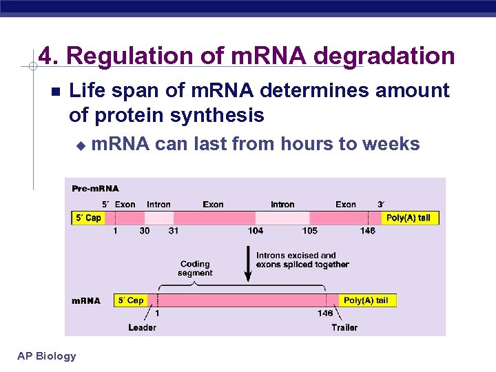 4. Regulation of m. RNA degradation Life span of m. RNA determines amount of