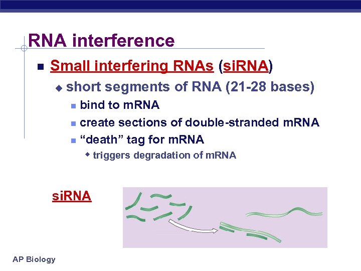 RNA interference Small interfering RNAs (si. RNA) u short segments of RNA (21 -28