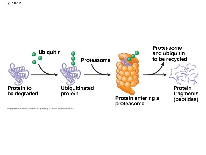 Fig. 18 -12 Ubiquitin Proteasome Protein to be degraded Ubiquitinated protein Proteasome and ubiquitin
