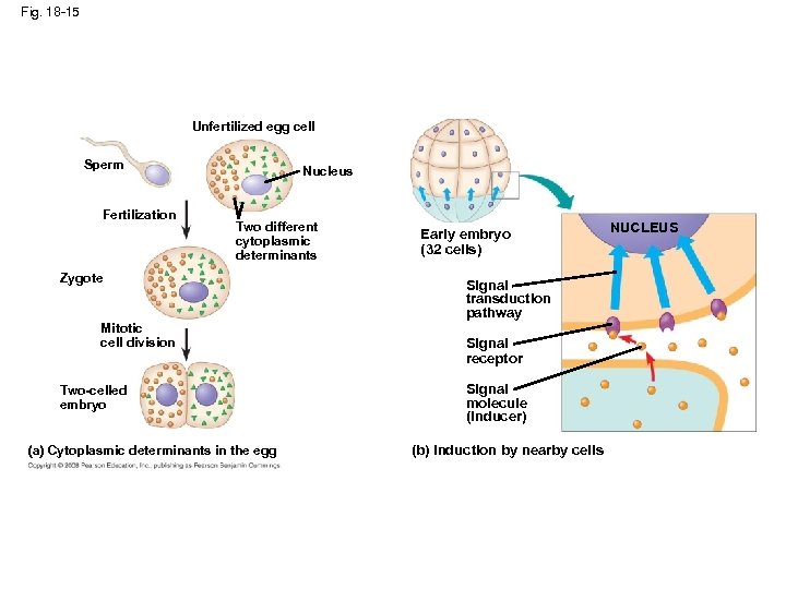 Fig. 18 -15 Unfertilized egg cell Sperm Fertilization Nucleus Two different cytoplasmic determinants Zygote