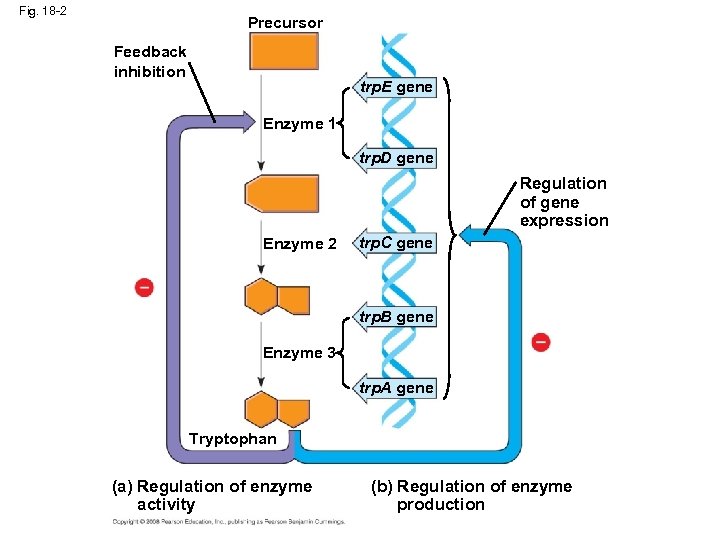 Fig. 18 -2 Precursor Feedback inhibition trp. E gene Enzyme 1 trp. D gene