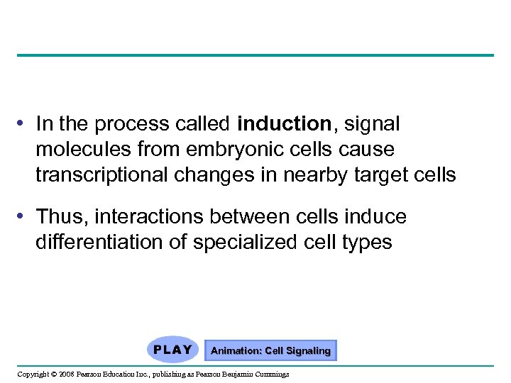  • In the process called induction, signal molecules from embryonic cells cause transcriptional