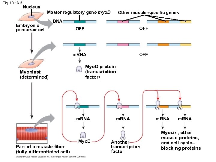 Fig. 18 -16 -3 Nucleus Master regulatory gene myo. D Embryonic precursor cell Other