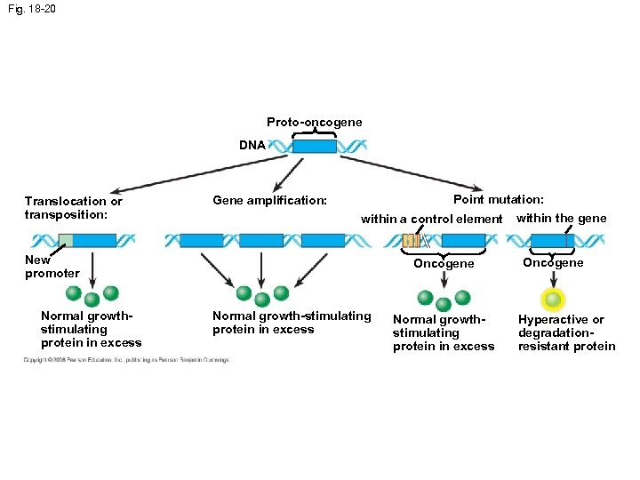 Fig. 18 -20 Proto-oncogene DNA Translocation or transposition: Point mutation: Gene amplification: within a