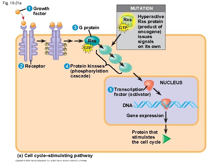 Fig. 18 -21 a 1 Growth factor 1 MUTATION Hyperactive Ras protein (product of