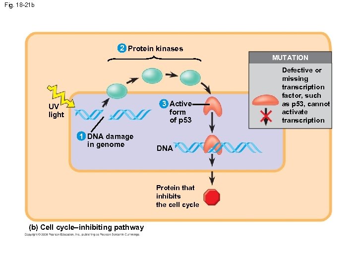 Fig. 18 -21 b 2 Protein kinases MUTATION 3 Active form of p 53