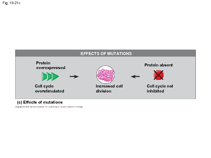Fig. 18 -21 c EFFECTS OF MUTATIONS Protein overexpressed Cell cycle overstimulated (c) Effects
