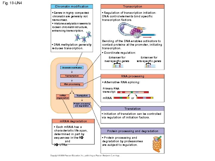 Fig. 18 -UN 4 Chromatin modification • Genes in highly compacted chromatin are generally