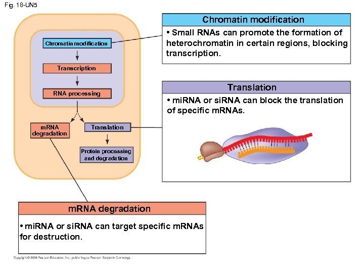 Fig. 18 -UN 5 Chromatin modification • Small RNAs can promote the formation of