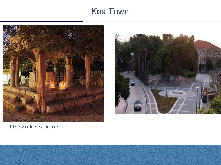 Kos Town Hippocrates plane tree 