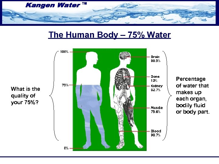 The Human Body – 75% Water What is the quality of your 75%? Percentage