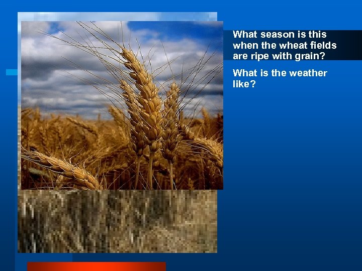 What season is this when the wheat fields are ripe with grain? What is