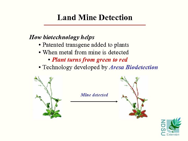 Land Mine Detection How biotechnology helps • Patented transgene added to plants • When