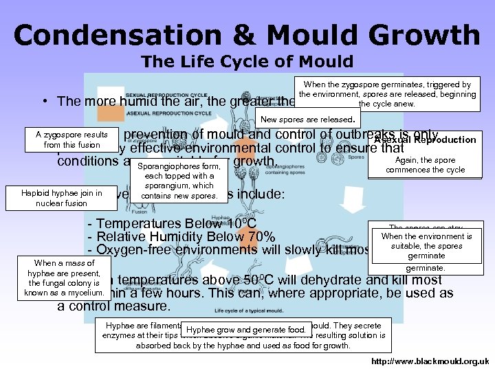 Condensation & Mould Growth The Life Cycle of Mould When the zygospore germinates, triggered