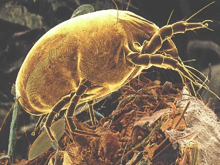 The House Dust Mite 