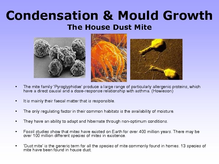 Condensation & Mould Growth The House Dust Mite • The mite family ‘Pyroglyphidae’ produce
