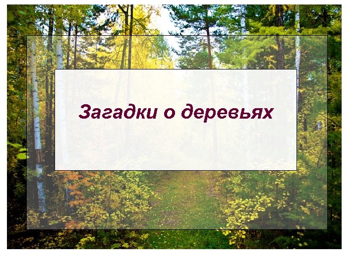 Загадки о деревьях 
