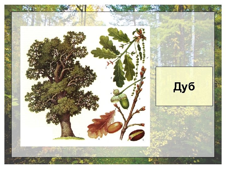 Дуб 