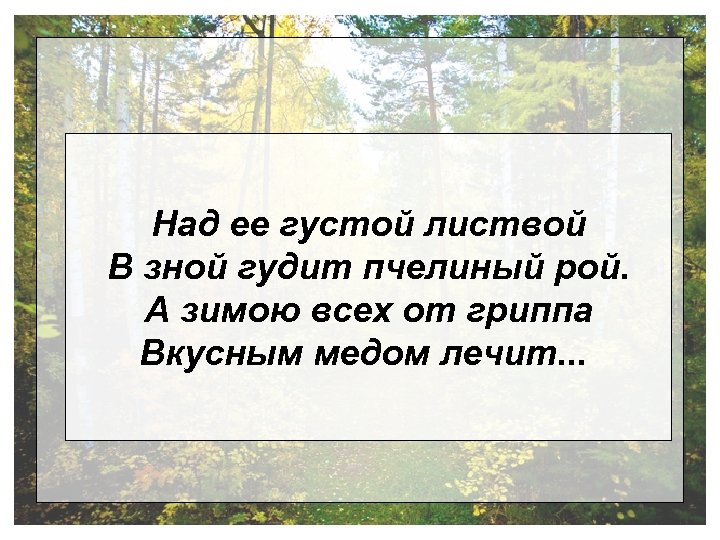 Над ее густой листвой В зной гудит пчелиный рой. А зимою всех от гриппа