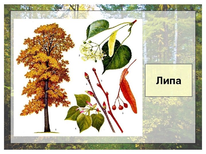 Липа 