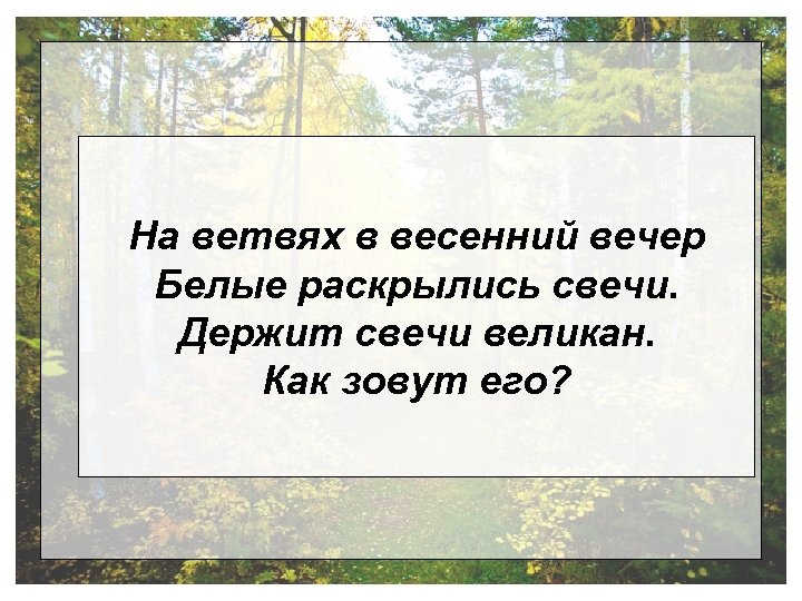 На ветвях в весенний вечер Белые раскрылись свечи. Держит свечи великан. Как зовут его?