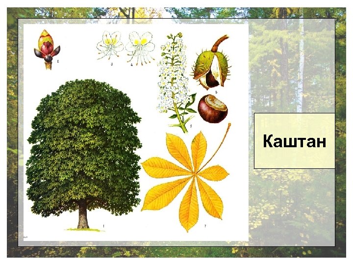 Каштан 