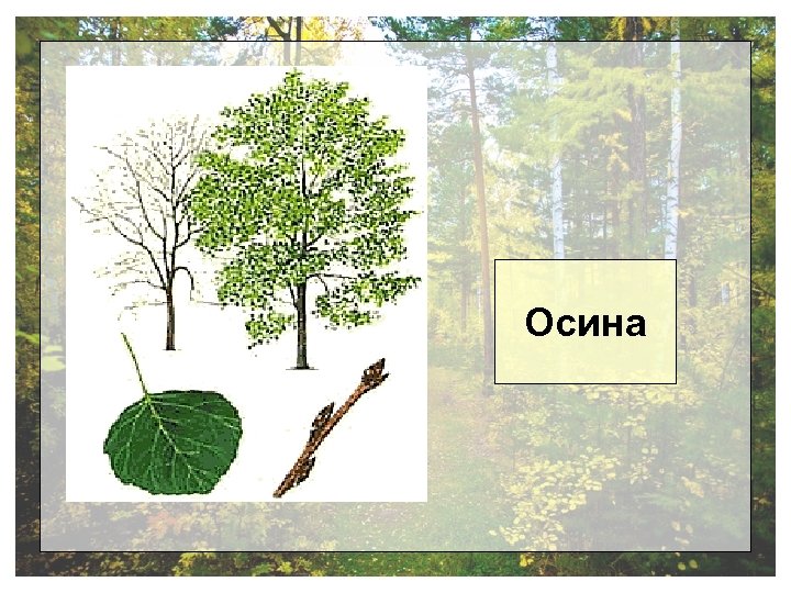 Осина 