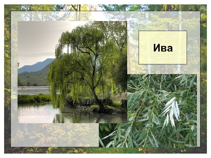 Ива 