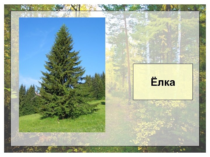 Ёлка 