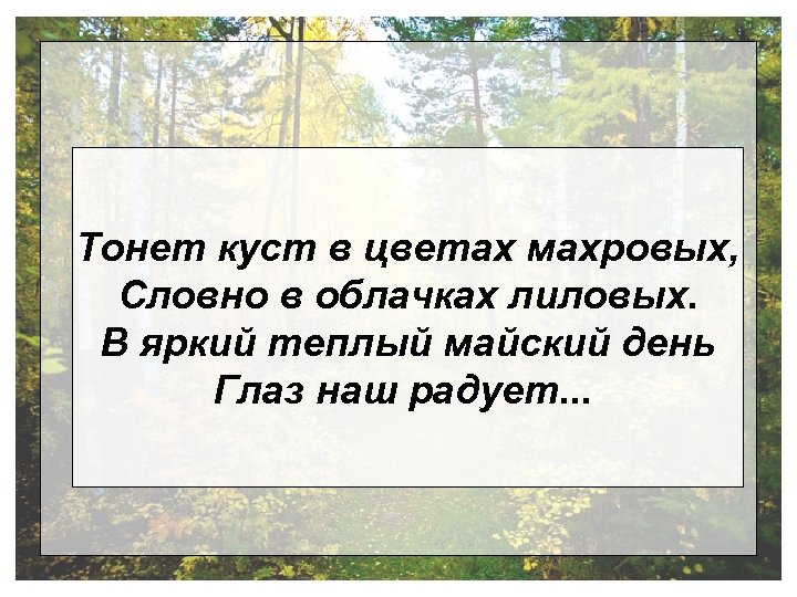 Тонет куст в цветах махровых, Словно в облачках лиловых. В яркий теплый майский день