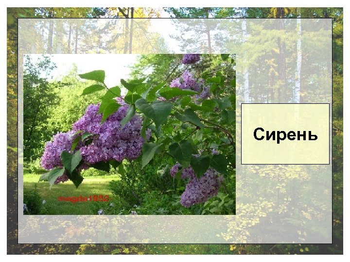 Сирень 