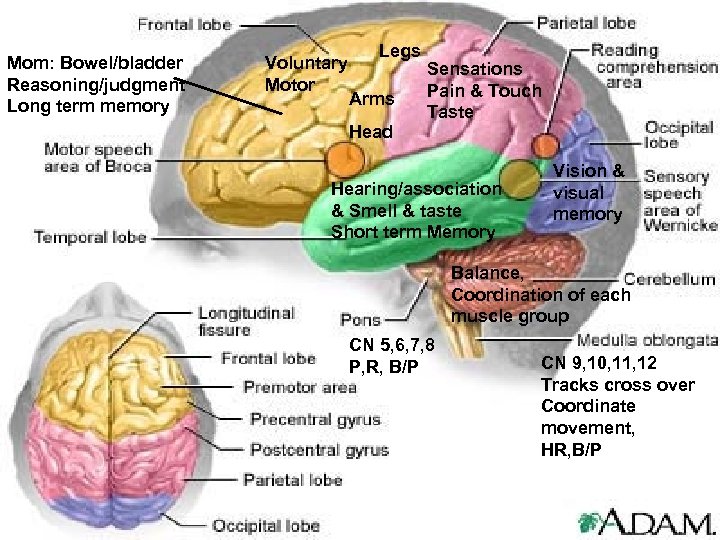 Mom: Bowel/bladder Reasoning/judgment Long term memory Voluntary Motor Legs Arms Head Sensations Pain &