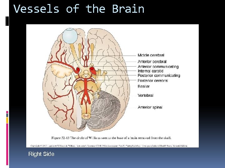 Vessels of the Brain Right Side 