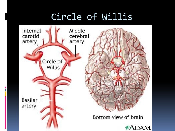 Circle of Willis 