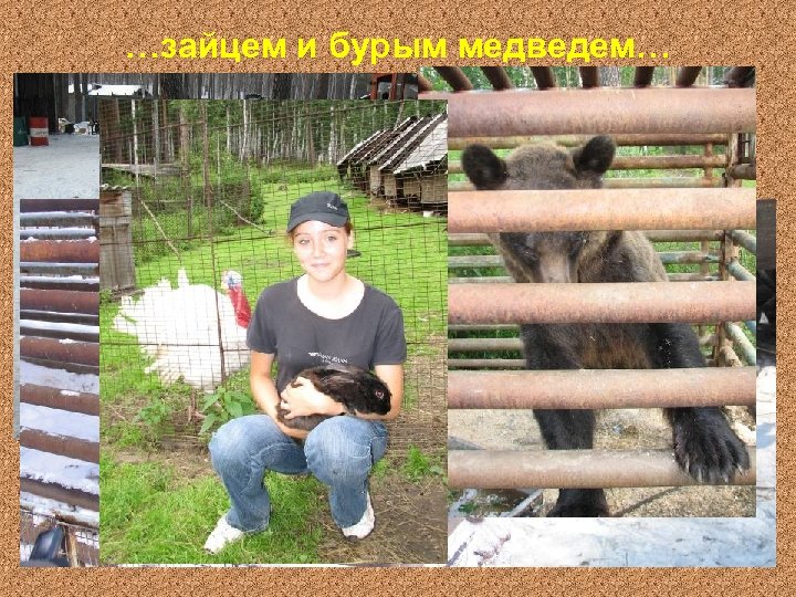 …зайцем и бурым медведем… 