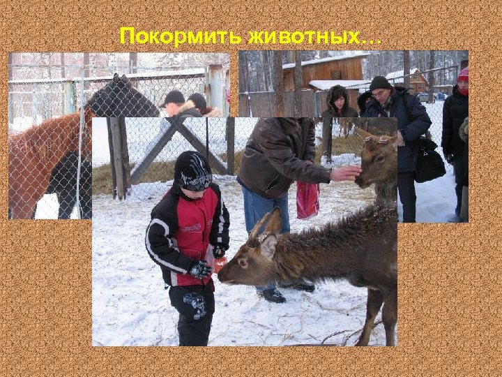 Покормить животных… 