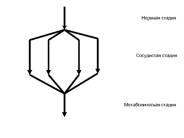 Нервная стадия Сосудистая стадия Метаболическая стадия 
