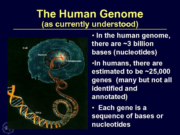 The Human Genome (as currently understood) • In the human genome, there are ~3