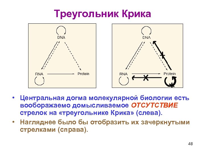 Треугольник Крика • Центральная догма молекулярной биологии есть вооборажаемо домысливаемое ОТСУТСТВИЕ стрелок на «треугольнике