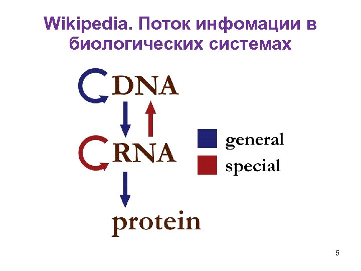 Wikipedia. Поток инфомации в биологических системах 5 