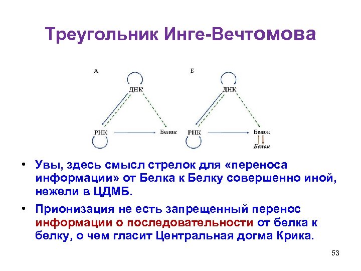 Треугольник Инге-Вечтомова • Увы, здесь смысл стрелок для «переноса информации» от Белка к Белку