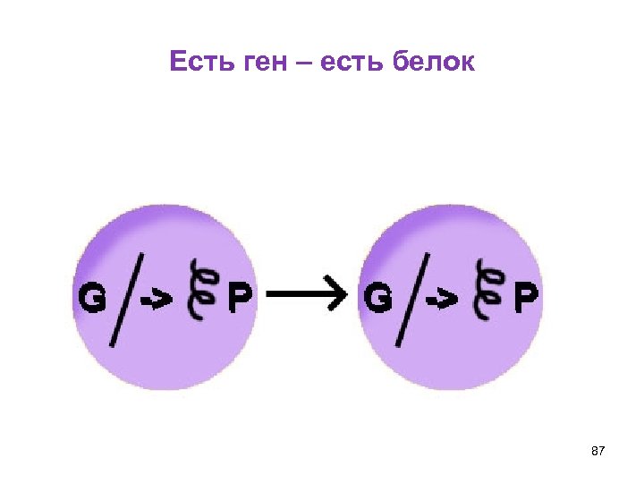 Есть ген – есть белок 87 