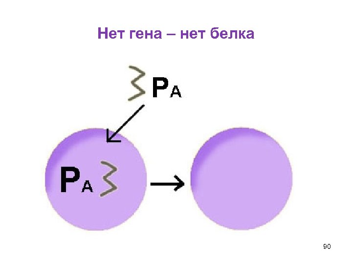 Нет гена – нет белка 90 