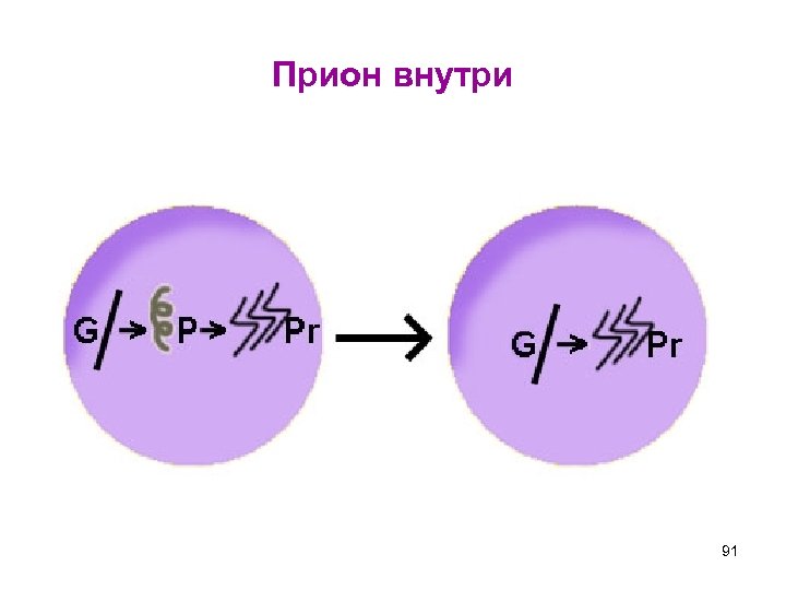 Прион внутри 91 