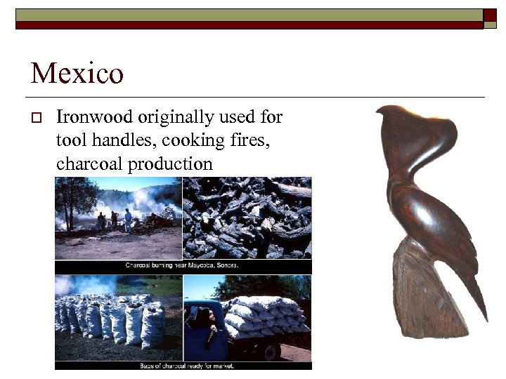 Mexico o Ironwood originally used for tool handles, cooking fires, charcoal production 