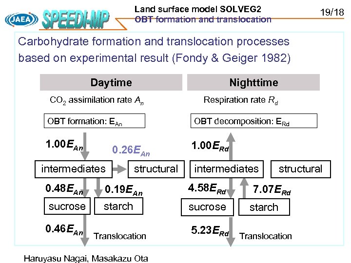 Land surface model SOLVEG 2 OBT formation and translocation 19/18 Carbohydrate formation and translocation