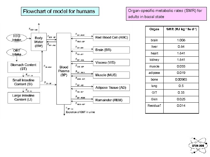 Flowchart of model for humans Organ-specific metabolic rates (SMR) for adults in basal state